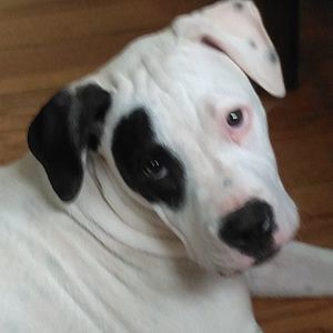 Meet your Posher, Bradley